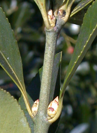 Japanese Spindle